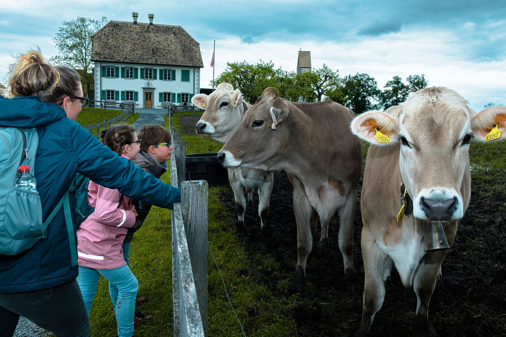 Ilona Steiner, Melyah und Kyan staunen über die Kühe auf der Insel Ufenau.